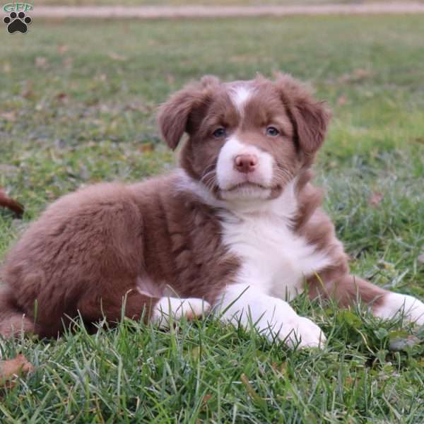 Jasper, Border Collie Puppy